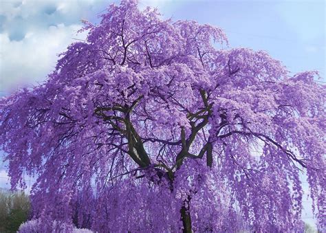 A Jacaranda tree. Pretoria, South Africa is called the Jacaranda City. It's in full bloom during ...