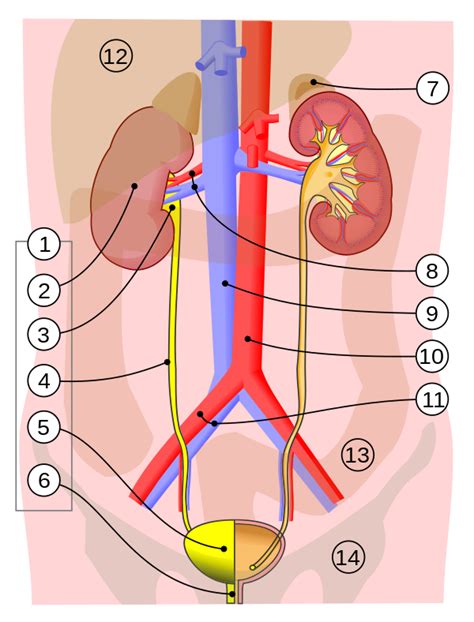 Urinary bladder - Wikipedia