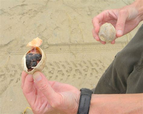 Free picture: oggerhead, sea, turtle, embryo, egg