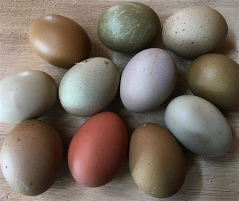 Olive Egger: Eggs, Temperament, Size and Raising Tips