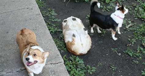 10+ Dog Fails That’ll Make You Feel Guilty For Laughing | Bored Panda