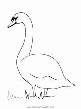 Swan On Shore Coloring Page For Kids  Free Swans And Geese Printable sketch template