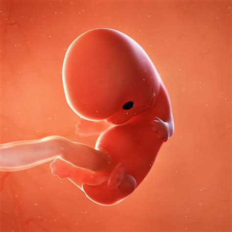 Fetal Development Month 8