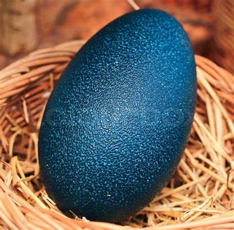 Emu eggs | Stock image | Colourbox