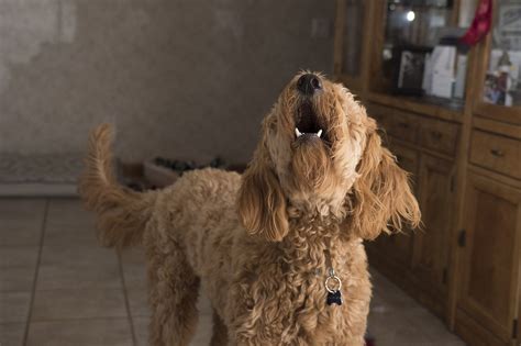 [Infographic] Your Dog is Barking at Nothing - Can She Sense Ghosts?