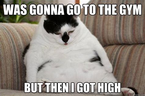 Was gonna go to the gym but then i got high - Self-Conscious Cat - quickmeme