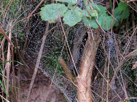 Dew on spider web free image - № 28327