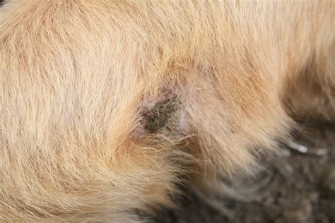 Ringworm In Dogs What Is It And How Is It Treated Ima - vrogue.co