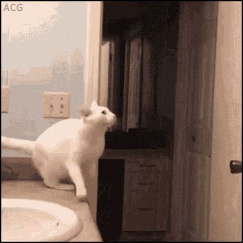 Funny Cat GIF - Funny Cat Fall - Discover & Share GIFs | Funny cat ...