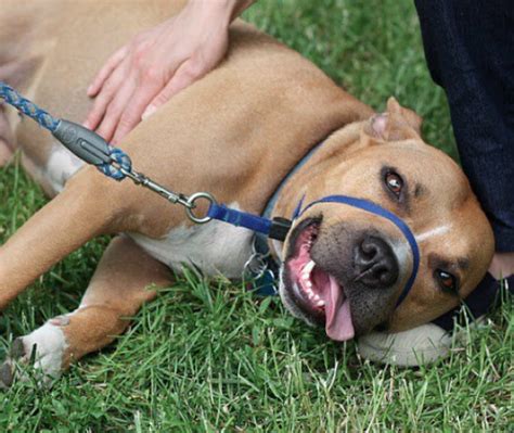 Passion for Pits: Free Pit Bull training!