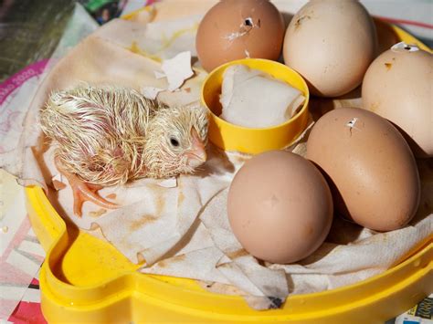 Importance of Incubator Temperature and Humidity for Chicken Eggs ...