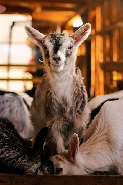 Premium Photo | Happy baby goat in barn