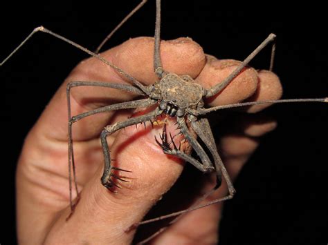 Amblypygids are also known as whip spiders and tailless whip scorpions (not to be confused with ...