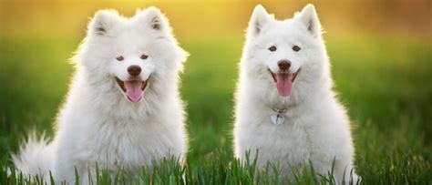 The 10 Most Expensive Dog Breeds - A-Z Animals