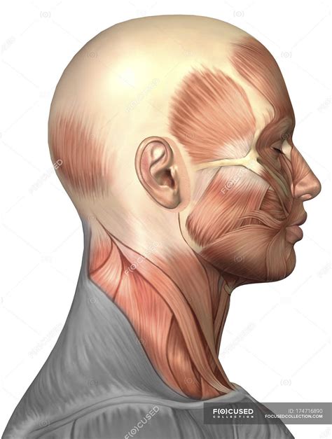 Anatomy of human face muscles — biology, head - Stock Photo | #174716890