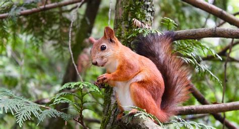 Squirrel Symbolism: Spiritual Meaning, Totem, Spirit, & Omens