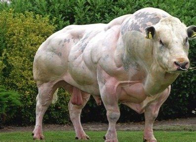 Which animal has the most muscles? - Quora