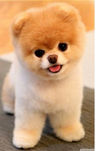 HD puppy wallpapers | Peakpx