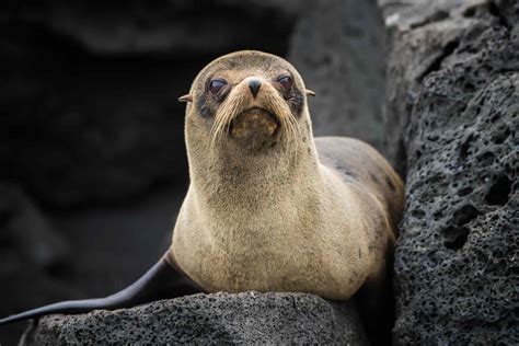 14 Unique Animals of the Galapagos Islands