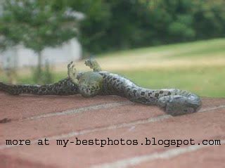 Snake with legs and claws Photos, Real unseen rare photos of snake with legs photos