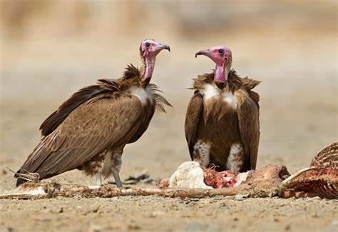 Hooded-Vulture - Africa Geographic