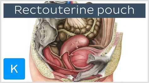 Rectouterine pouch (rectouterine excavation, pouch of Douglas) - Human A... | Human anatomy ...