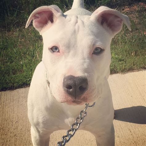 All White Pitbull Puppies For Sale - Pitbull Dog