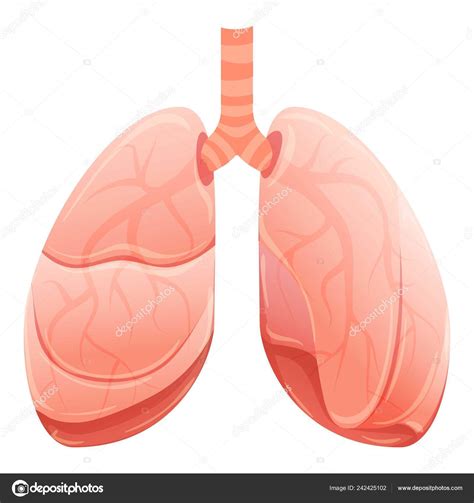 Healthy lungs icon, cartoon style Stock Illustration by ©anatolir ...