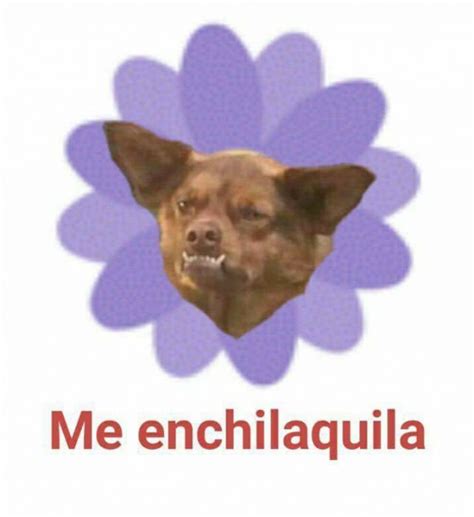 20 memes del Chilaquil y su historia: el perro más feo