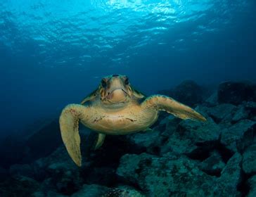 Canary Islands: Wildlife and Marine life