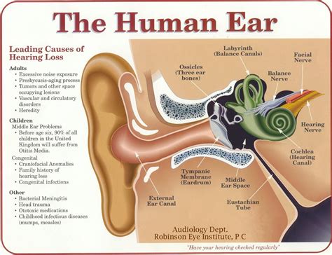 Functions Of An Ear Inner Ear Parts And Functions Structure And ...