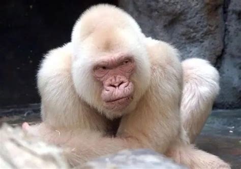 Albino Monkeys: Nature's Rare Gems And Their Struggle For Survival