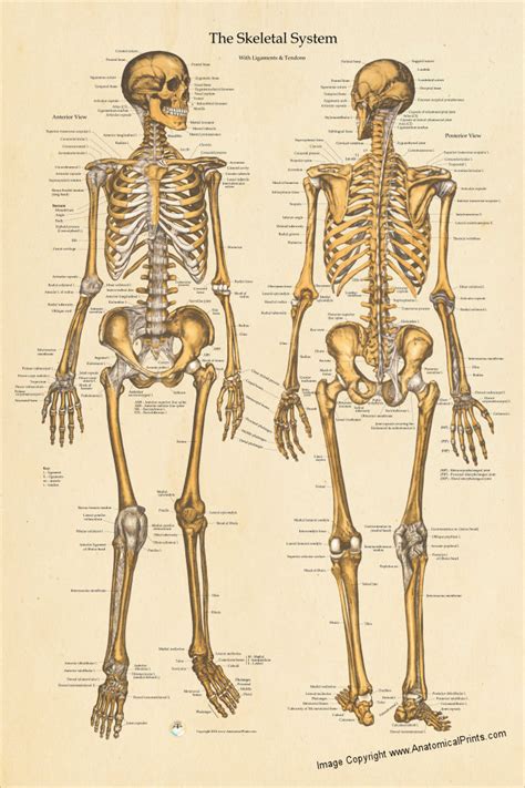 Human Skeletal Anatomy Poster 24 X 36