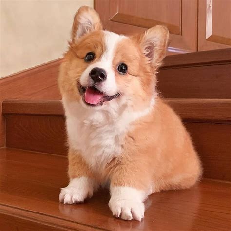 Hướng Dẫn Cách Tắm Cho Chó Corgi Và Vệ Sinh Cơ Thể Đúng Cách - Thú cảnh