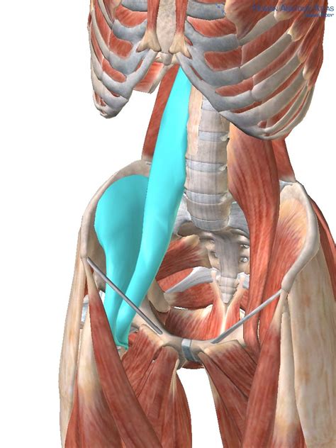 Muscle of the Month: Iliopsoas