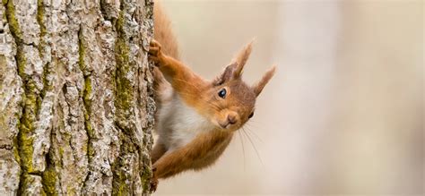 Guided wildlife days out in the Cairngorms ǀ Scotland