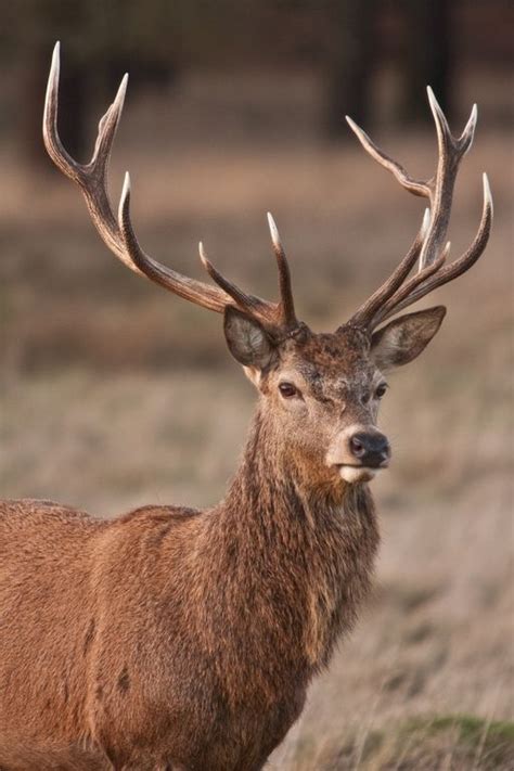 red deer 027 by deer--hunter on DeviantArt Wildlife Paintings, Wildlife ...