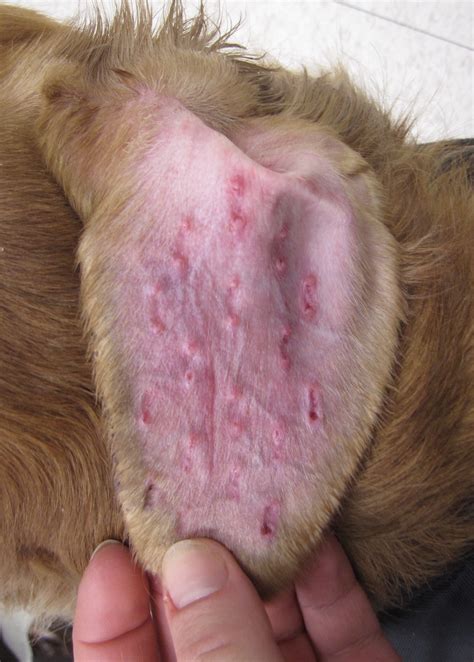 Surgical Treatment for Canine Aural Hematoma | Clinician’s Brief