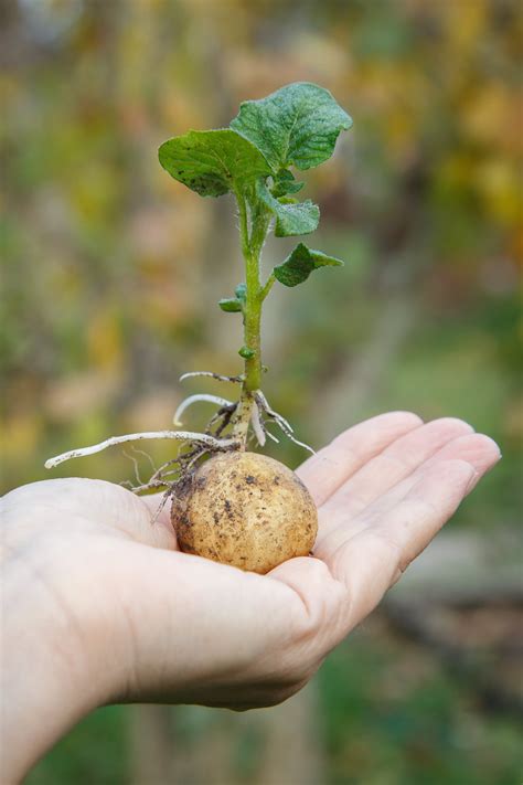 How to Grow Potatoes - Know Your Produce