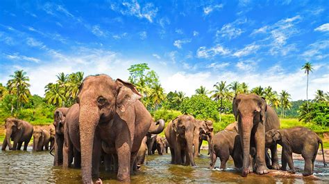See the Wildlife in the Best National Parks of Sri Lanka | Seal Superyachts