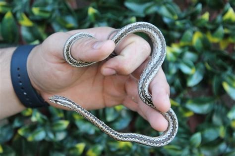 Madagascar Big Eye Snake More Colubrid by The Breeding Laboratory