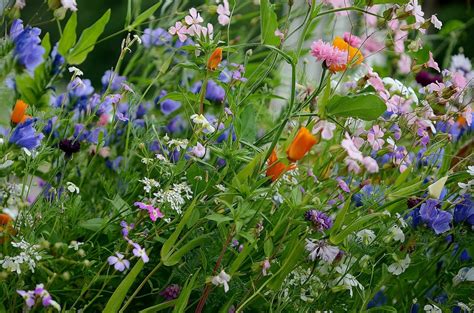 Yard and Garden Secrets: Planning Summer Wildflower Gardens