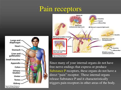 PPT - Sensory Systems PowerPoint Presentation, free download - ID:4876082