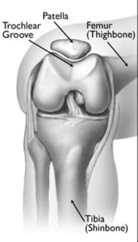 Knee anatomy trochlear groove | b-reddy.org