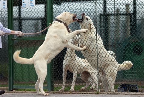 What Are Kangal Dogs Used For