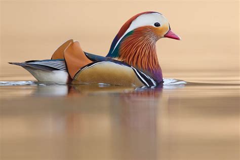 Mandarin duck, Aix galericulata - info, details, facts & images