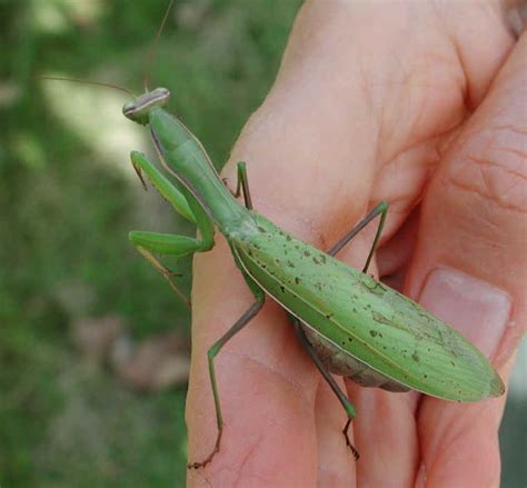 Praying Mantis (Mantis religiosa) - 32 - One of God's Little Folk From ...