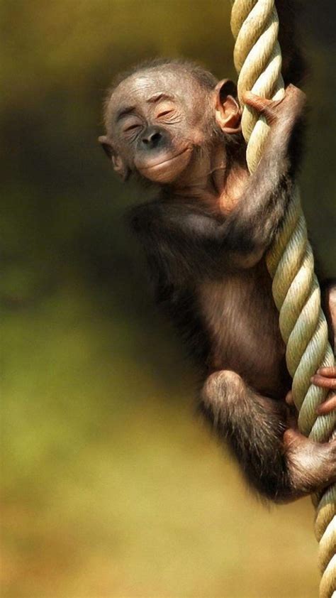 Baby Monkey iPhone Wallpaper - iPhone Background Wallpapers HD | Cute animals, Animals beautiful ...