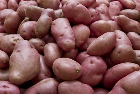 How To Grow The Highly Prized Desiree Potato, A Versatile Red-Skinned ...