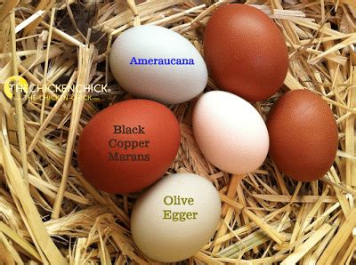 Araucana, Ameraucana o Easter Egger (Olive Egger, Rainbow Layer): qual ...